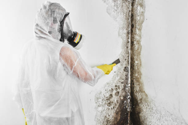 Cedar Hill, TX Mold Remediation Company
