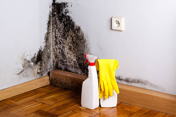 Best Attic Mold Remediation in Cedar Hill, TX