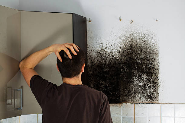 Best Mold Testing and Inspection Services in Cedar Hill, TX